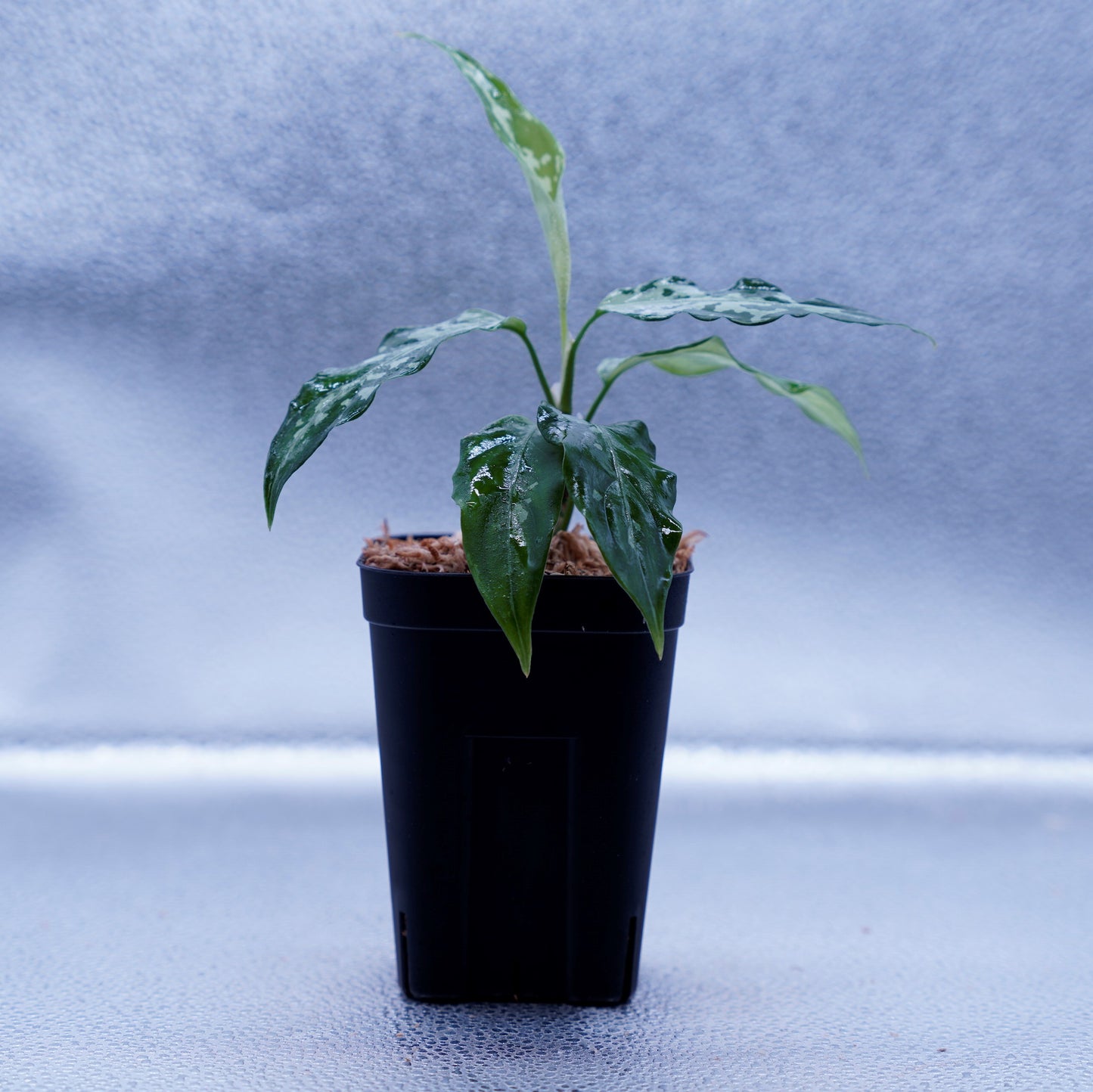 <TZ便>Aglaonema Pictum Aceh Argentum【T-131220-b-6】