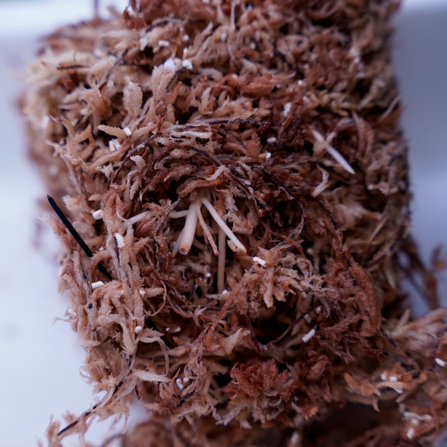 <TZ便>Aglaonema Pictum Aceh Argentum【T-131220-b-6】