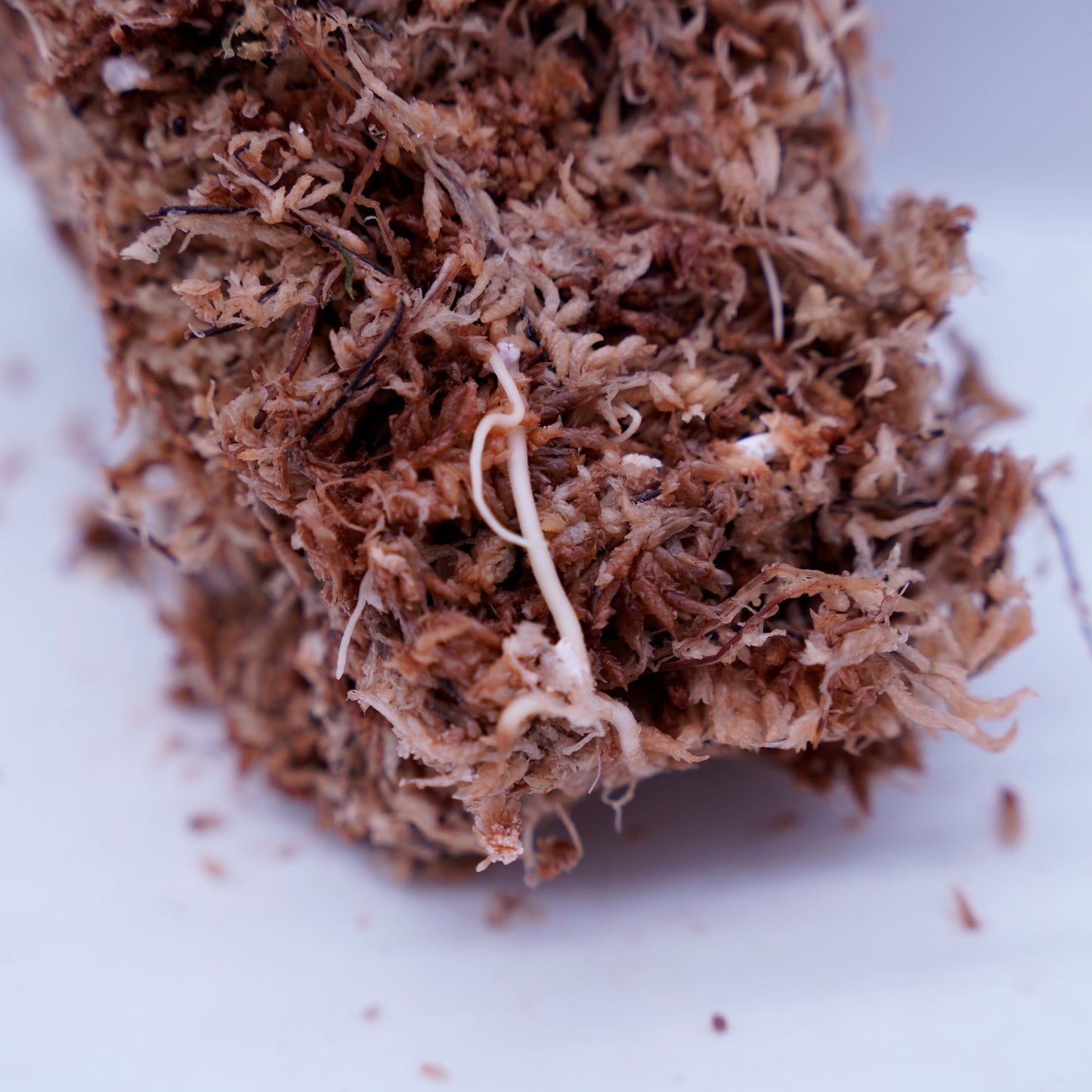 <オリジナル>Aglaonema Pictum Tricolor UND “BENDEL”