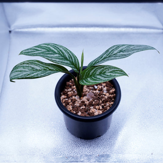 <カーティシー>Aglaonema Nitidum “Curtisii” UND220910