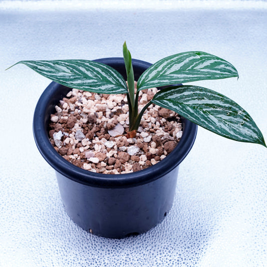 <カーティシー>Aglaonema Nitidum “Curtisii” UND230409
