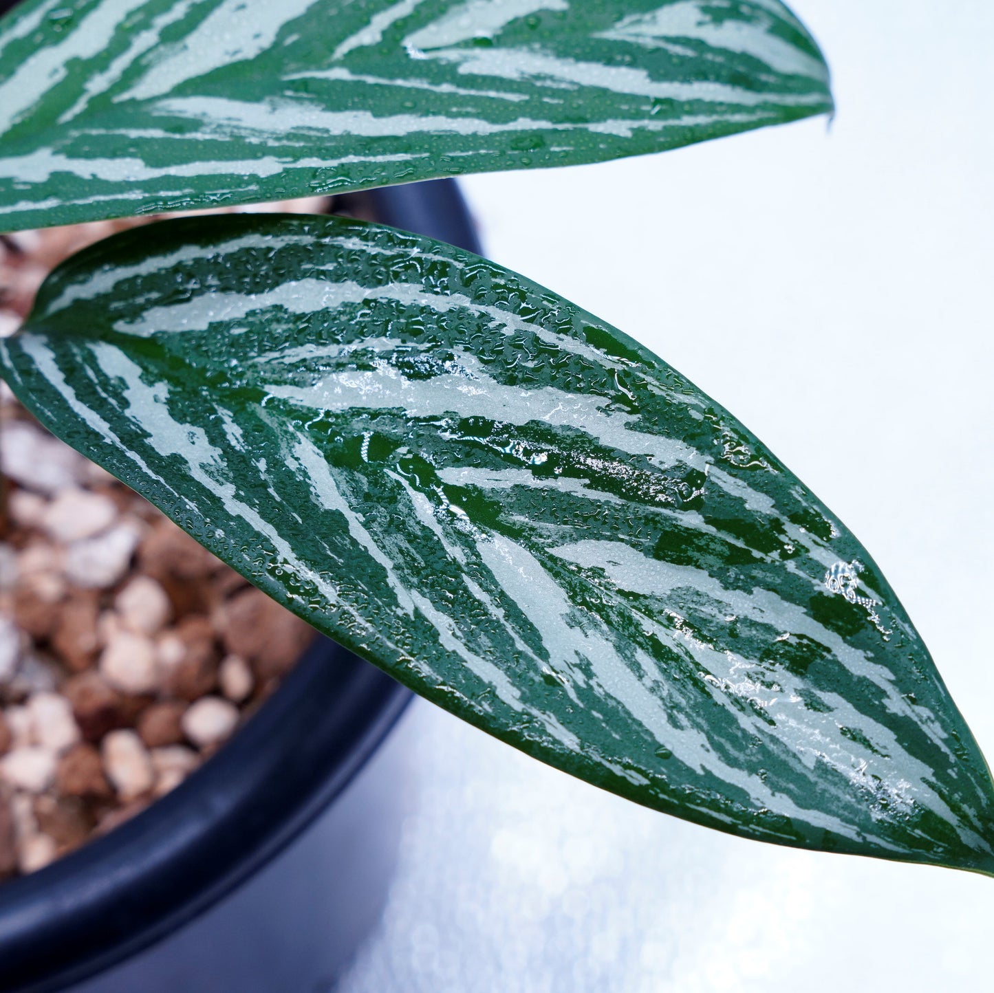 <カーティシー>Aglaonema Nitidum “Curtisii” UND230409