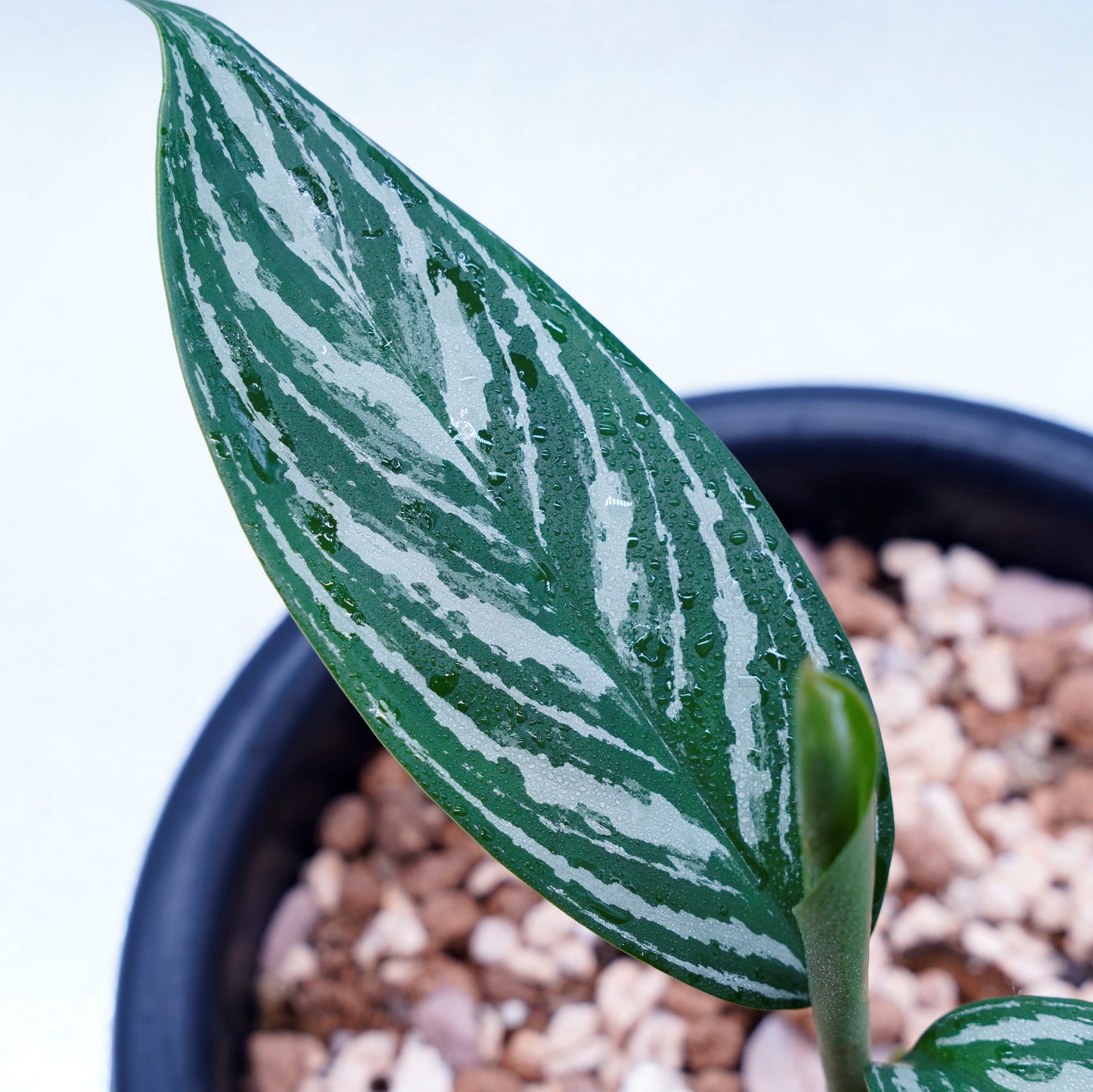 <カーティシー>Aglaonema Nitidum “Curtisii” UND230409