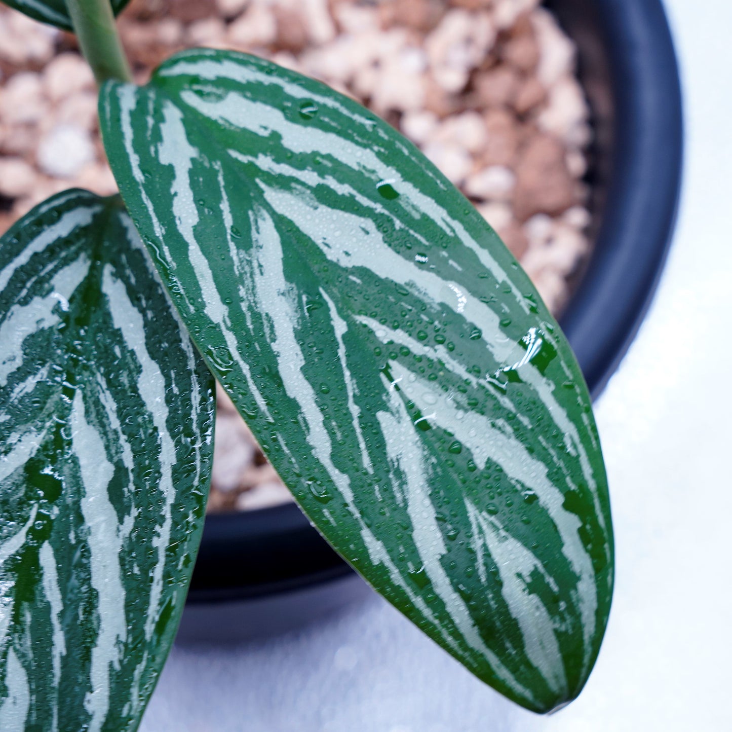 <カーティシー>Aglaonema Nitidum “Curtisii” UND230409