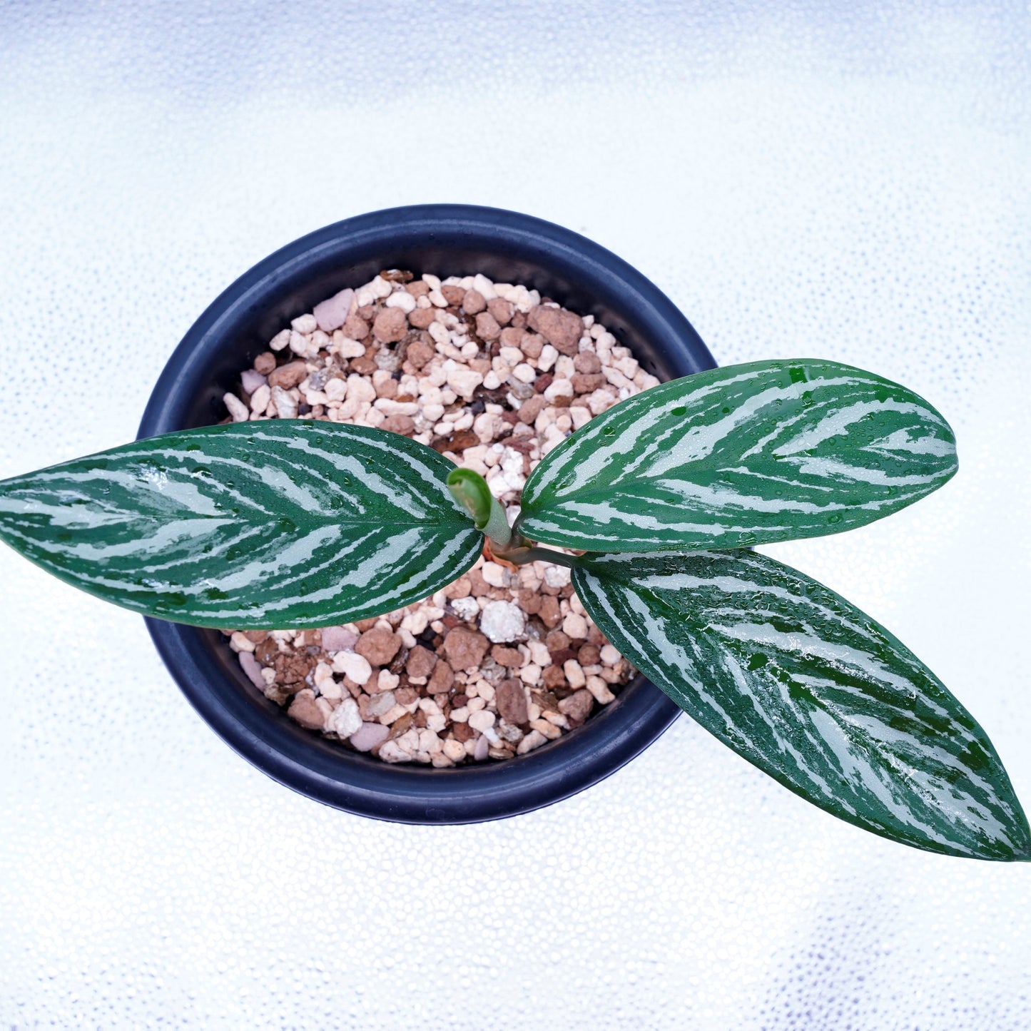 <カーティシー>Aglaonema Nitidum “Curtisii” UND230409