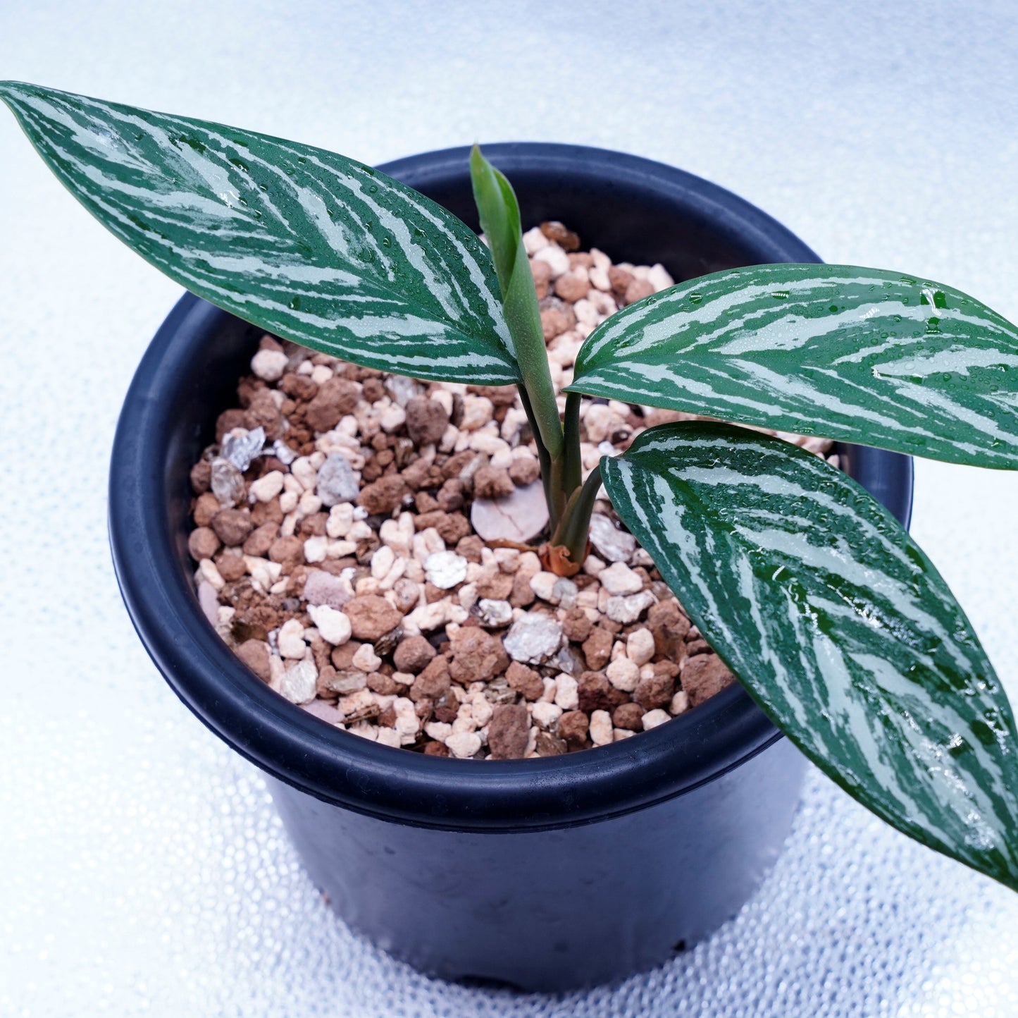 <カーティシー>Aglaonema Nitidum “Curtisii” UND230409