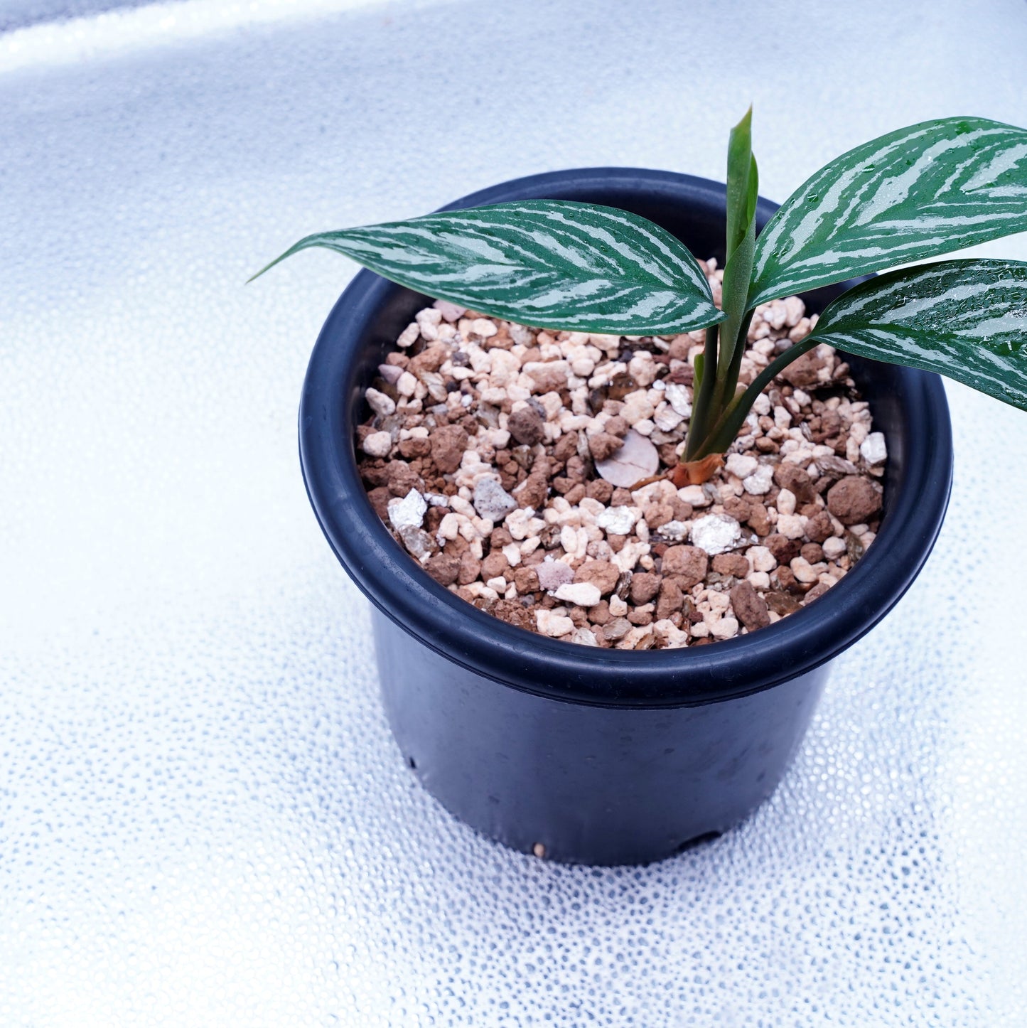 <カーティシー>Aglaonema Nitidum “Curtisii” UND230409