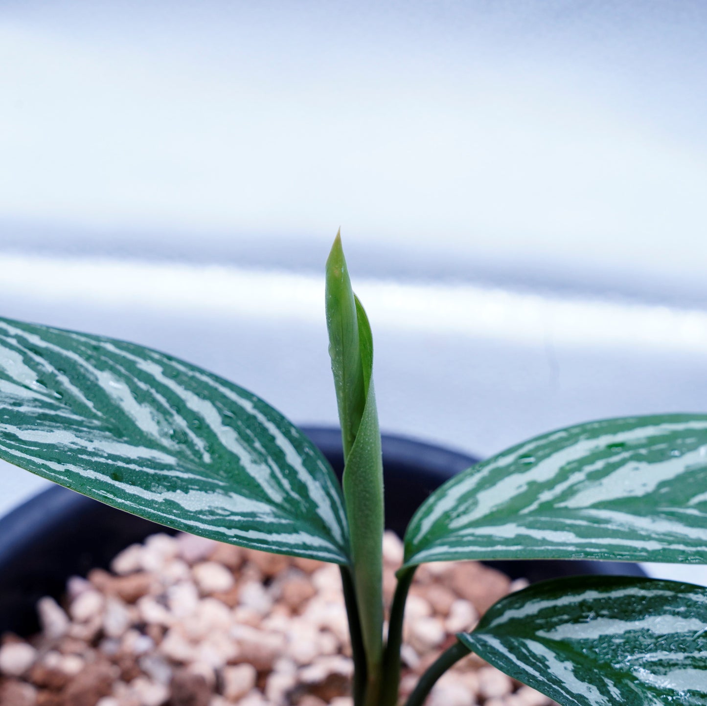 <カーティシー>Aglaonema Nitidum “Curtisii” UND230409