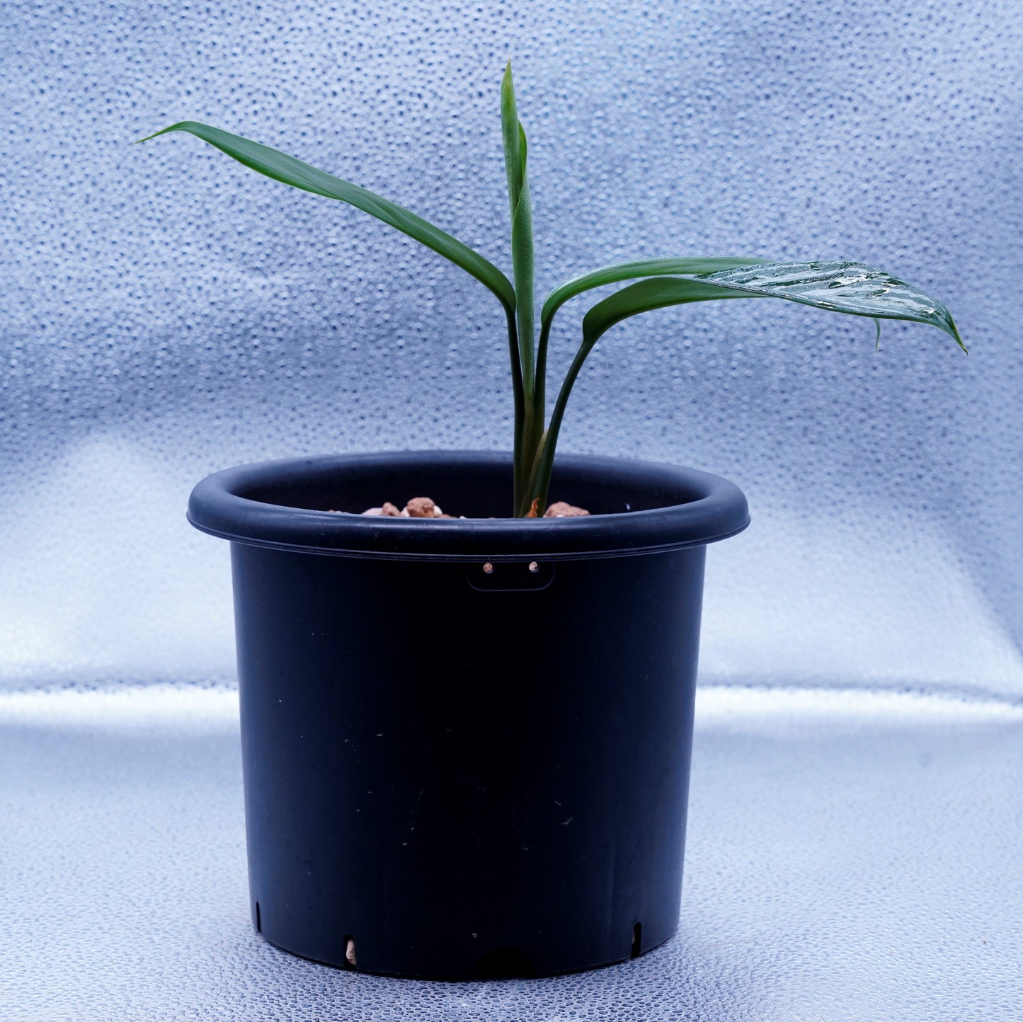 <カーティシー>Aglaonema Nitidum “Curtisii” UND230409