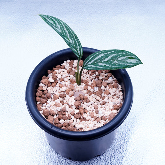 <カーティシー>Aglaonema Nitidum “Curtisii” UND230103B