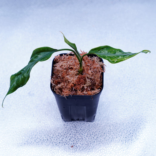 <LA便>Aglaonema Pictum Tricolor 【LA1115-03i】