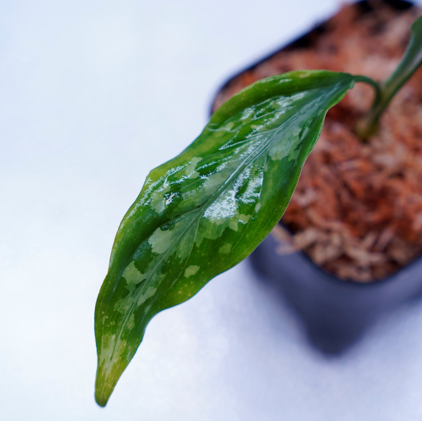 <LA便>Aglaonema Pictum Tricolor 【LA1115-03i】