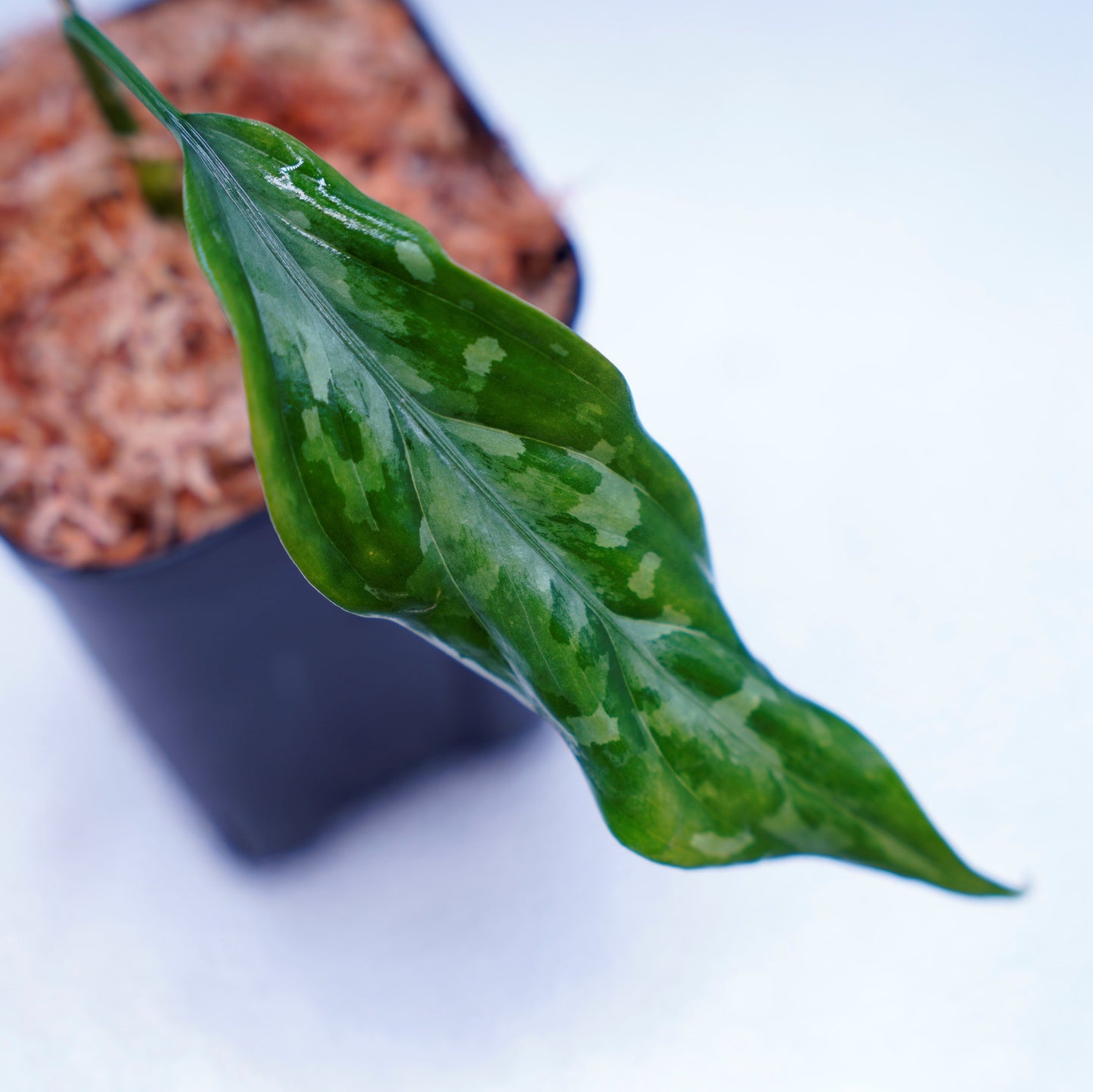 <LA便>Aglaonema Pictum Tricolor 【LA1115-03i】