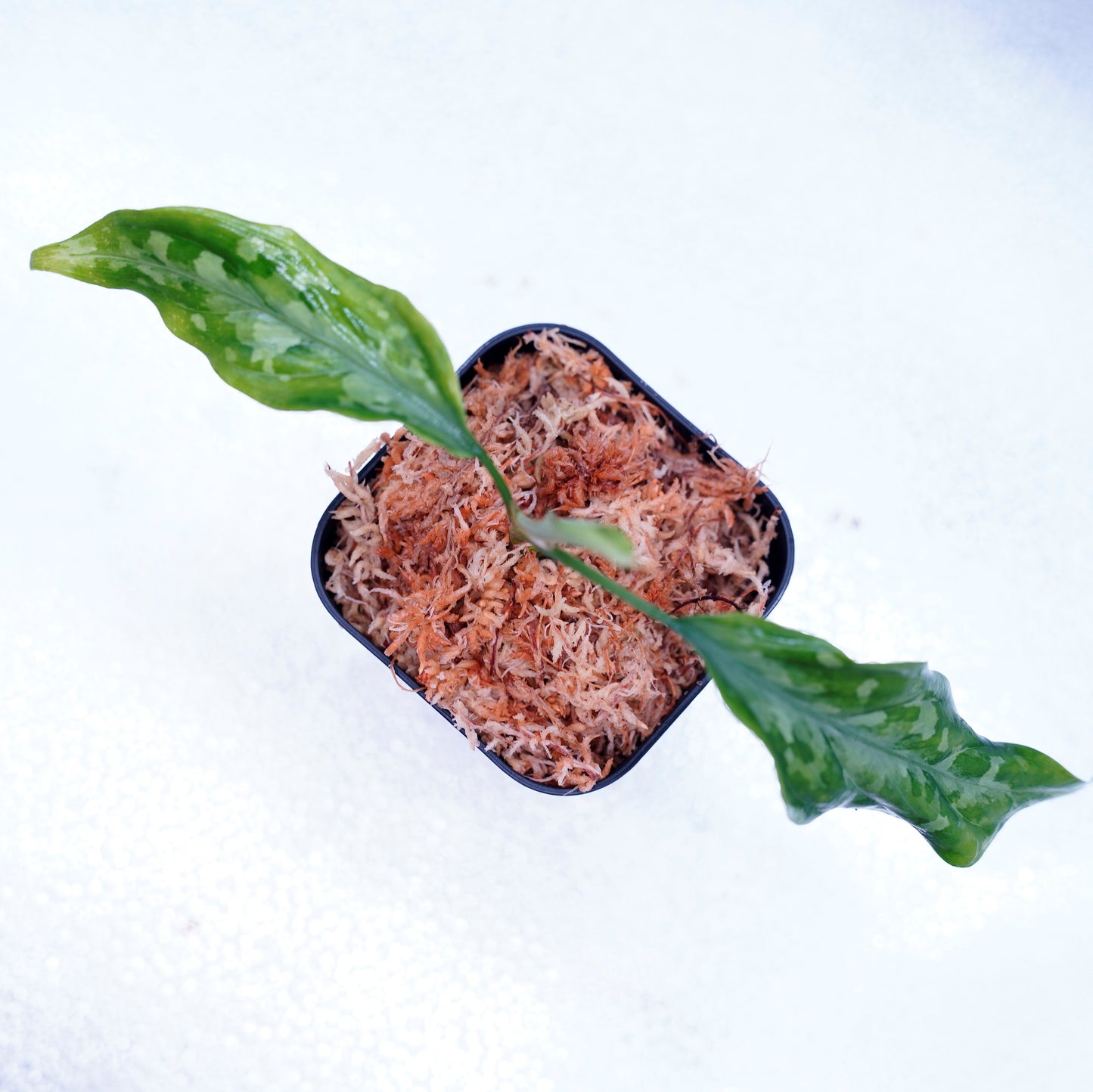 <LA便>Aglaonema Pictum Tricolor 【LA1115-03i】