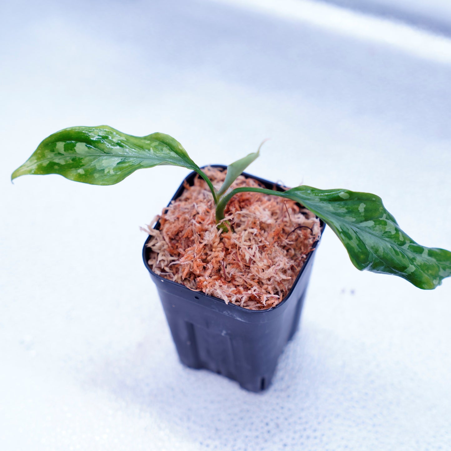 <LA便>Aglaonema Pictum Tricolor 【LA1115-03i】