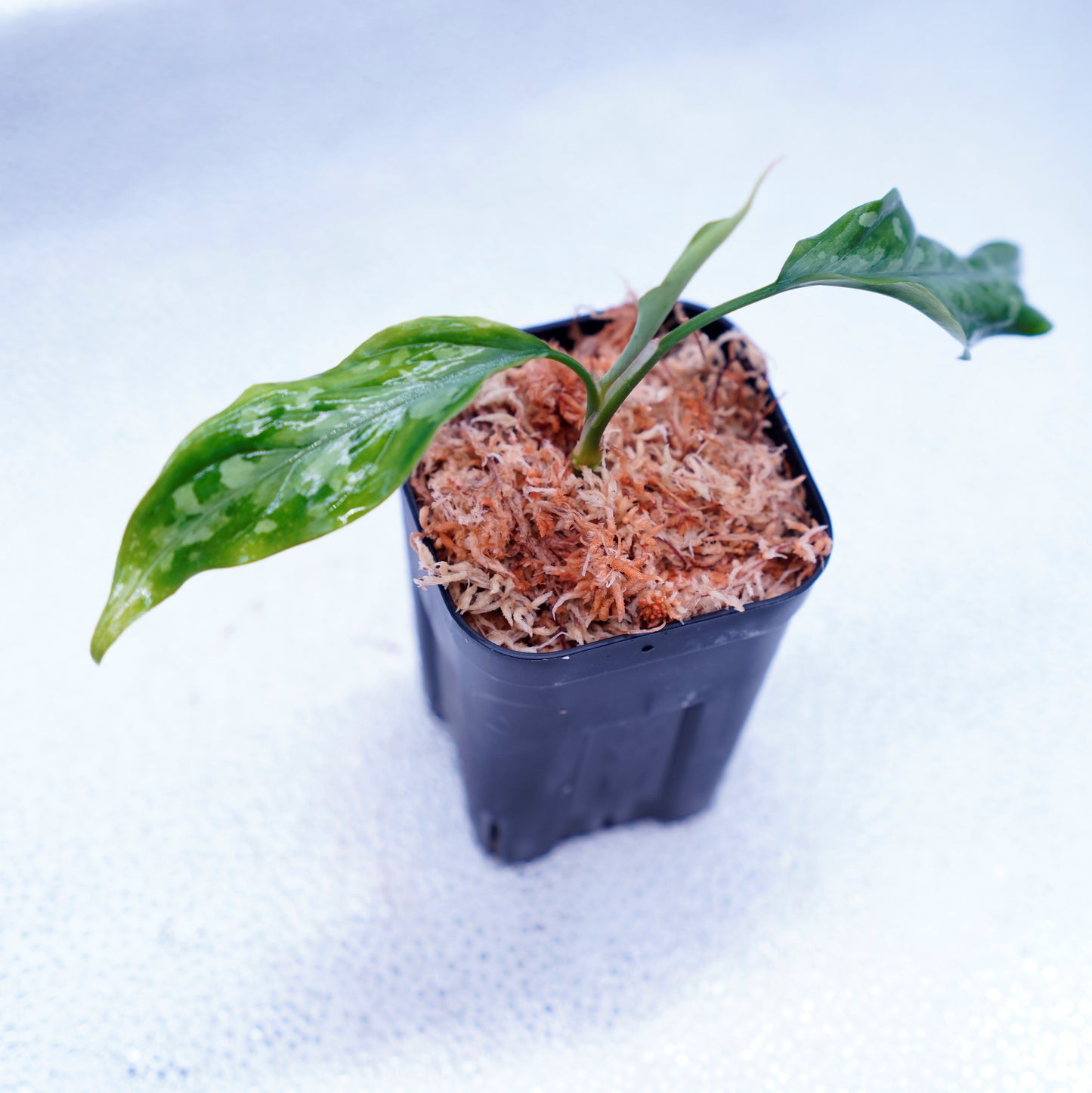 <LA便>Aglaonema Pictum Tricolor 【LA1115-03i】