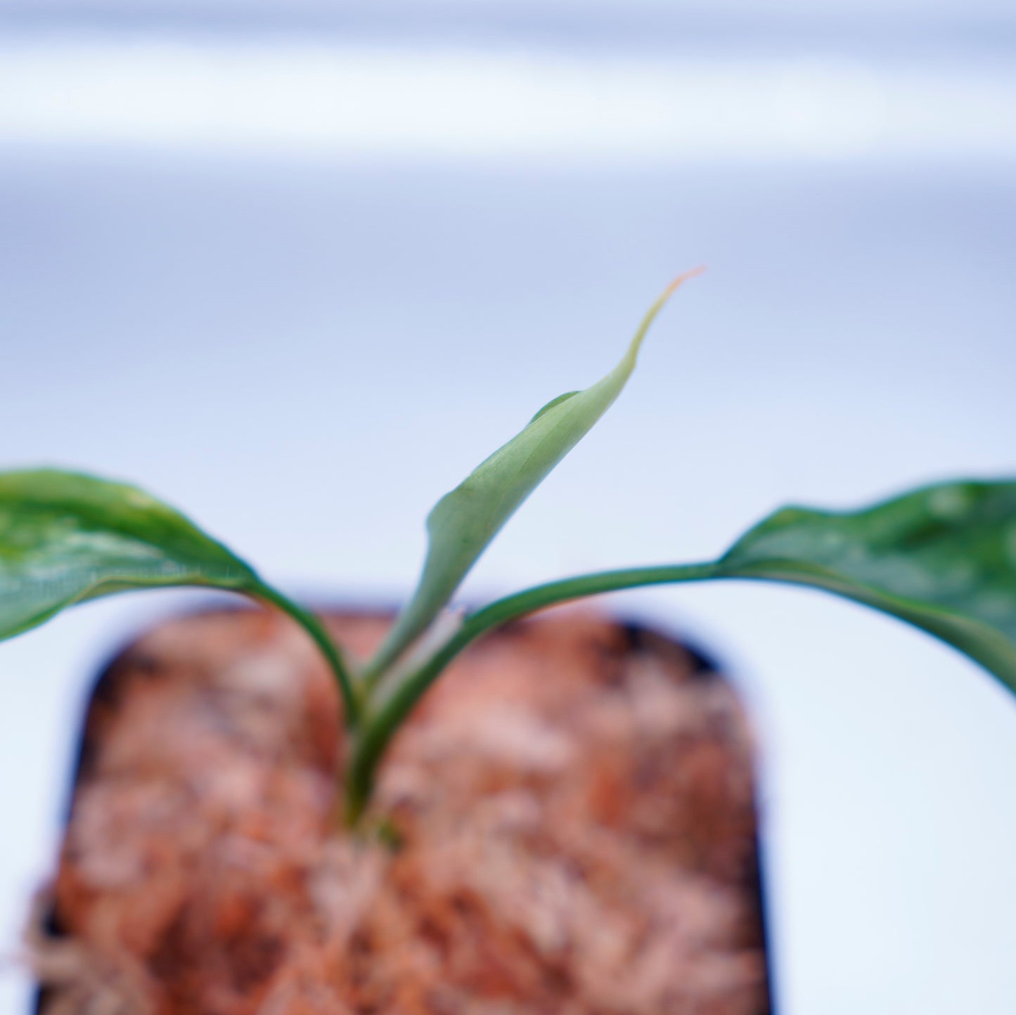 <LA便>Aglaonema Pictum Tricolor 【LA1115-03i】