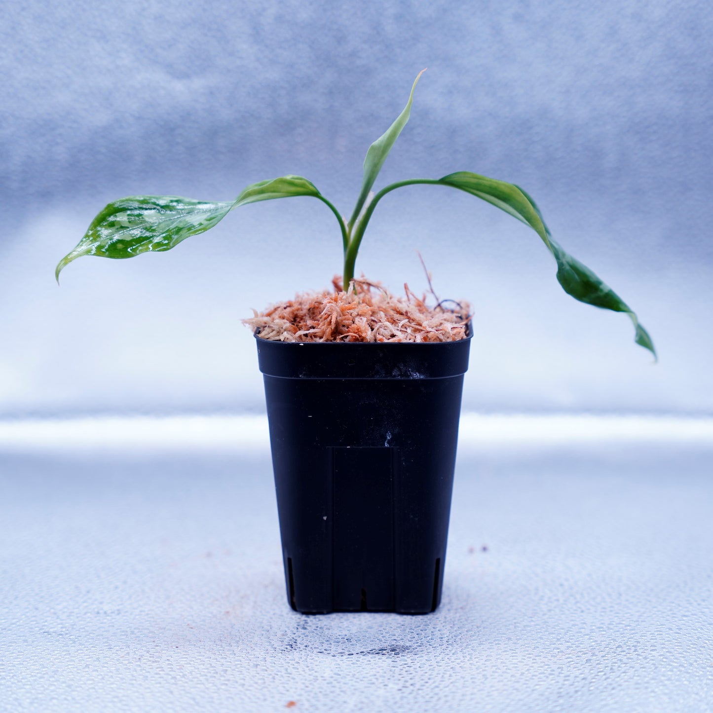 <LA便>Aglaonema Pictum Tricolor 【LA1115-03i】