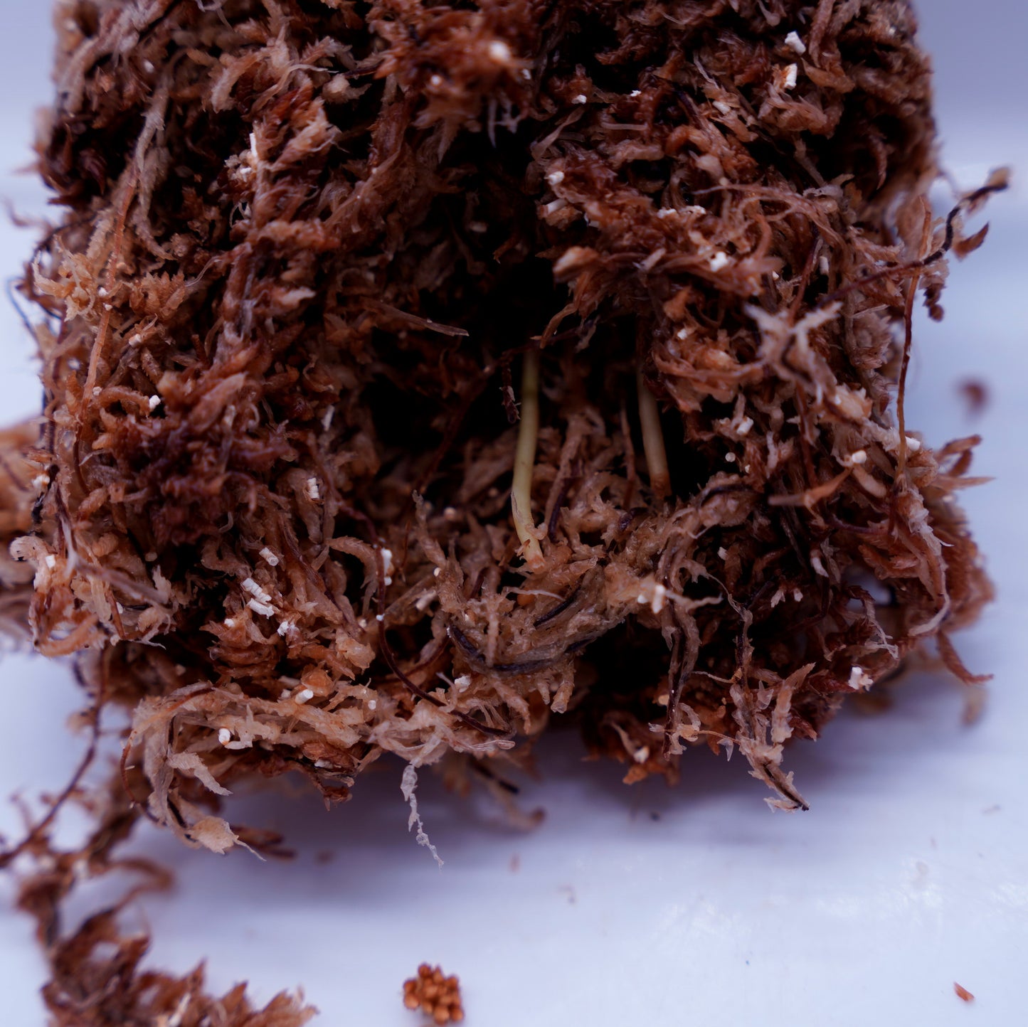 <オリジナル>Aglaonema Pictum Tricolor UND “MIDLAND”