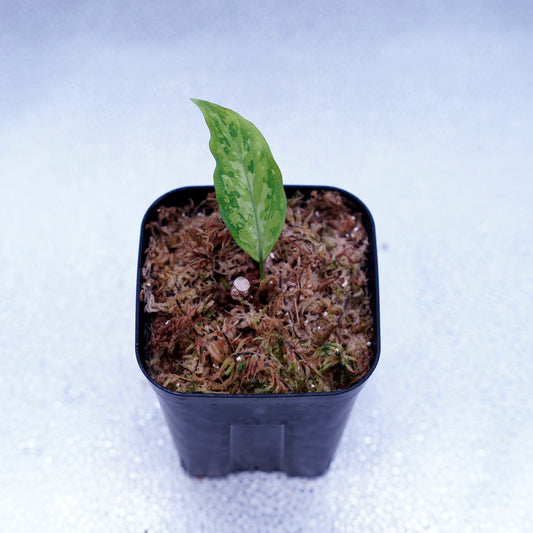 <オリジナル>Aglaonema Pictum Tricolor UND “CLANE”