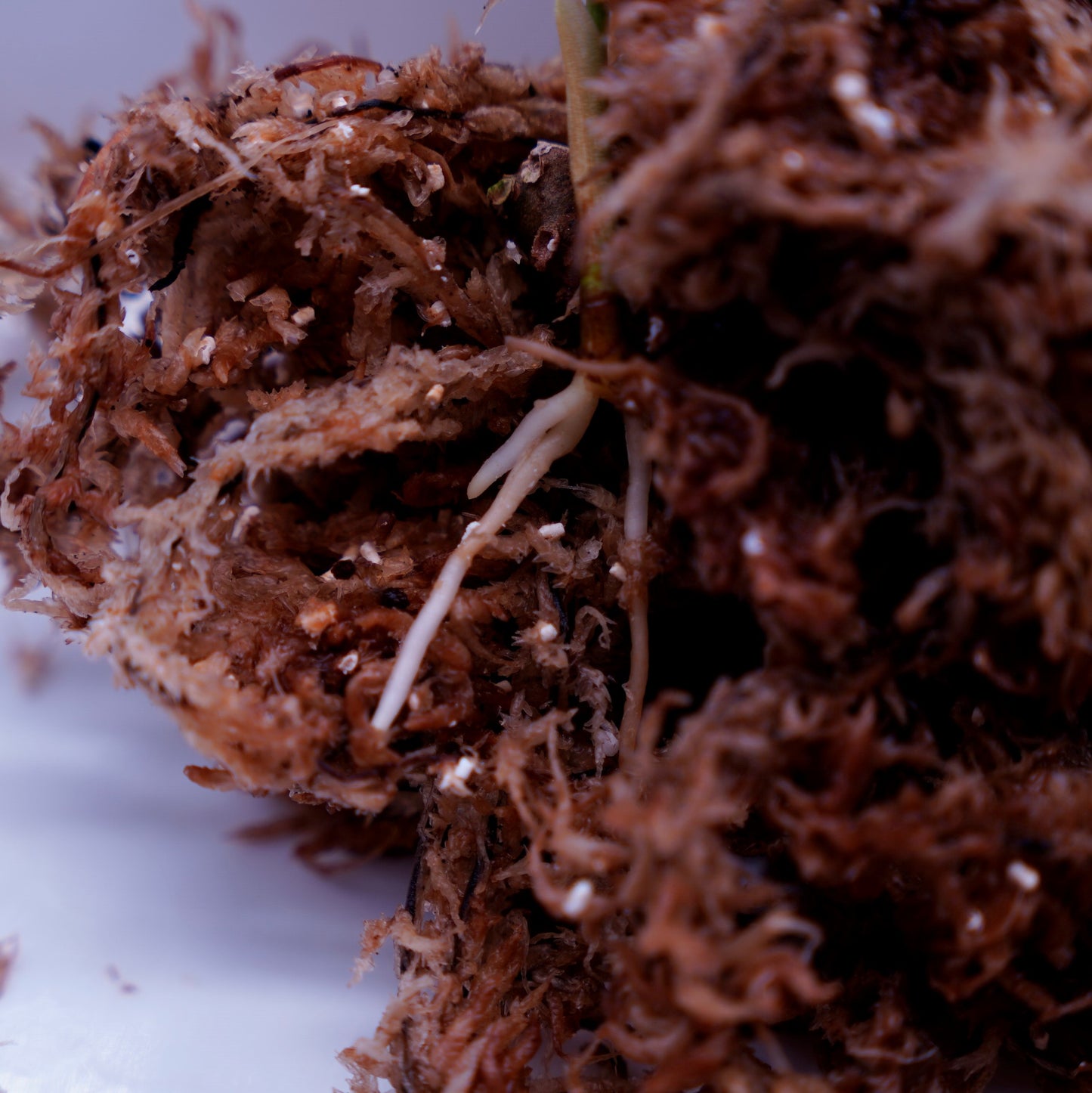 <オリジナル>Aglaonema Pictum Tricolor UND “CLANE”