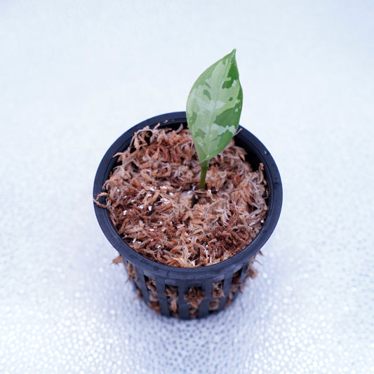 <出射便>Aglaonema Pictum Tricolor “Andaman” Port Blair