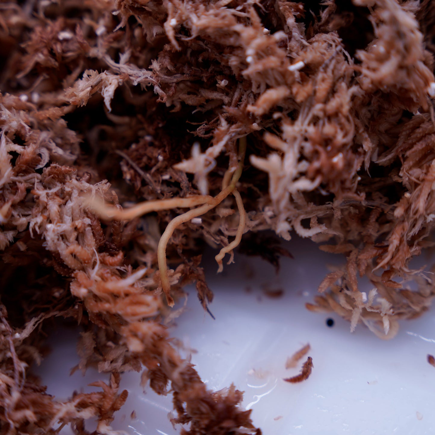 <出射便>Aglaonema Pictum Tricolor “Andaman” Port Blair