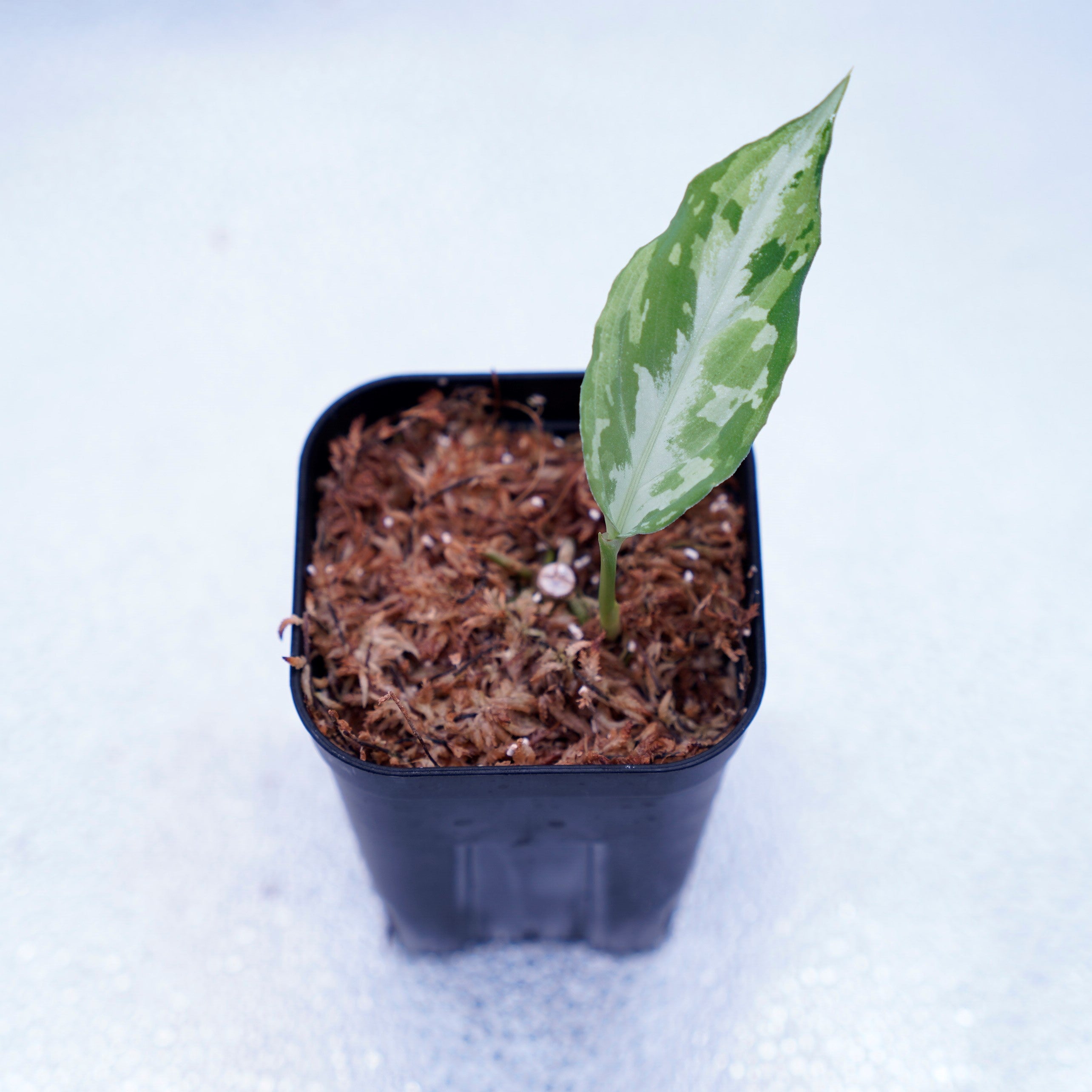 Grow Aquarium＞Aglaonema Pictum “夢観極彩 千眼葉” – undried