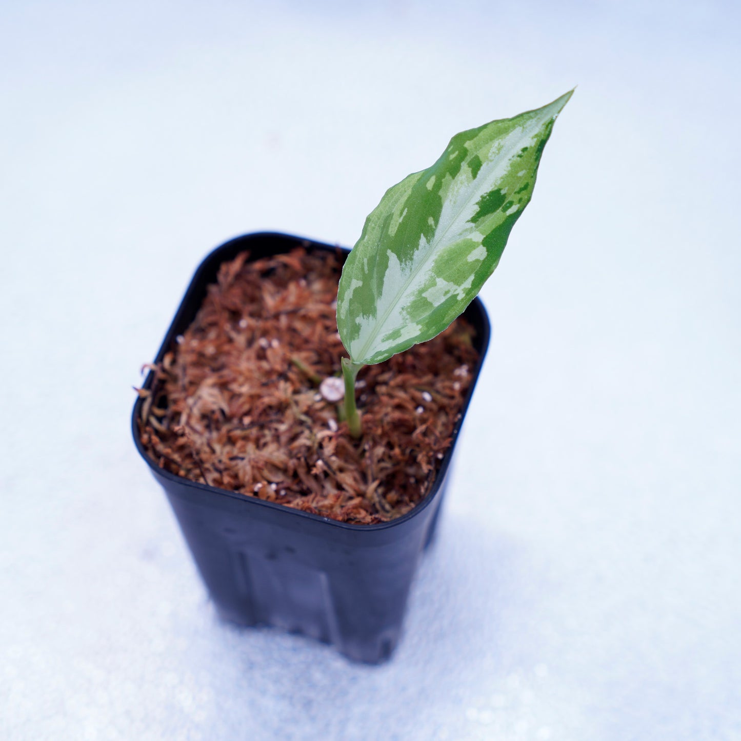 <Grow Aquarium>Aglaonema Pictum “夢観極彩 千眼葉”