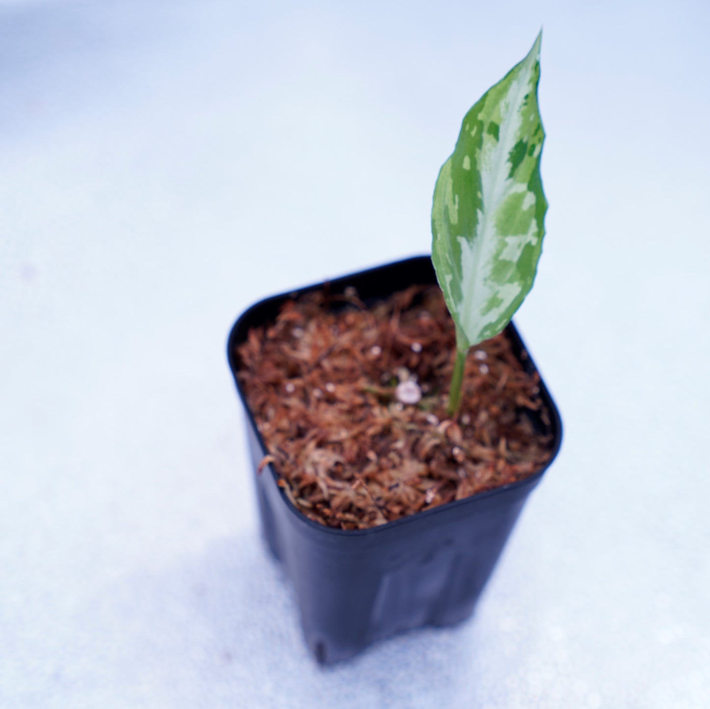 <Grow Aquarium>Aglaonema Pictum “夢観極彩 千眼葉”