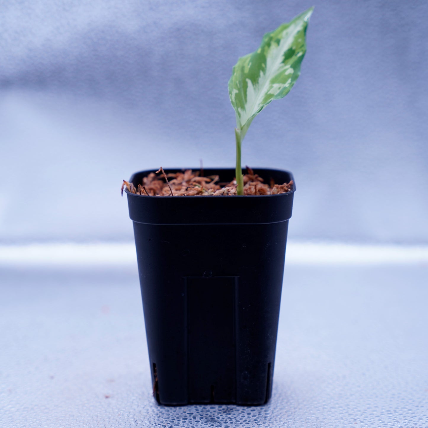 <Grow Aquarium>Aglaonema Pictum “夢観極彩 千眼葉”
