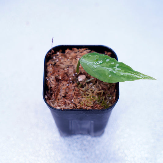 <オリジナル>Aglaonema Pictum Multicolor UND【OAK】