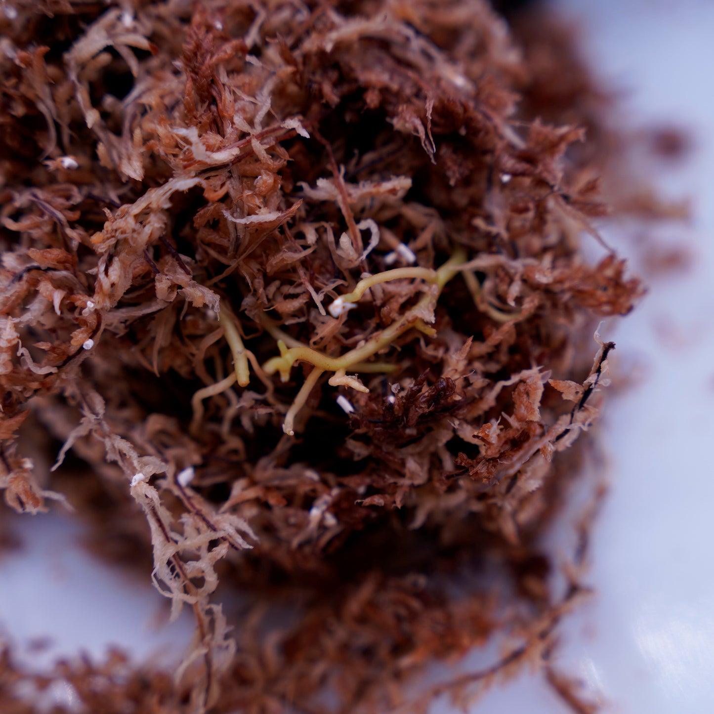 <オリジナル>Aglaonema Pictum Multicolor UND【OAK】