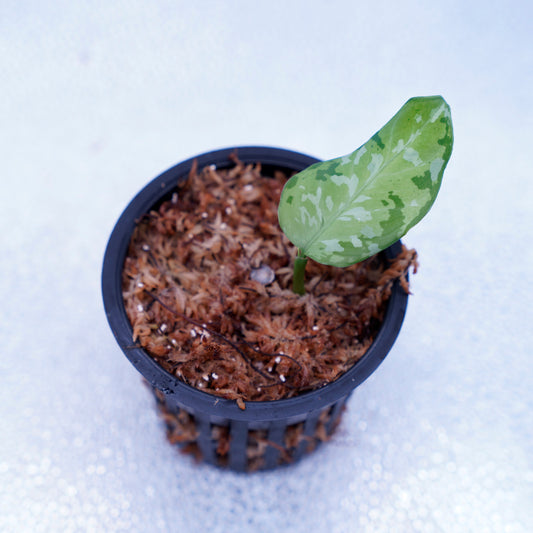 <出射便>Aglaonema Pictum Tricolor “Andaman” Port Blair