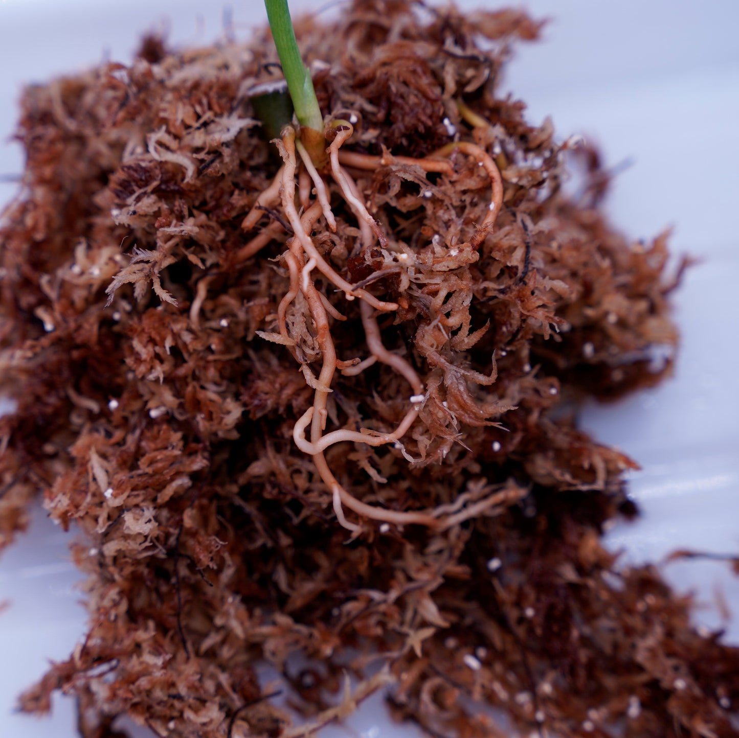 <出射便>Aglaonema Pictum Tricolor “Andaman” Port Blair