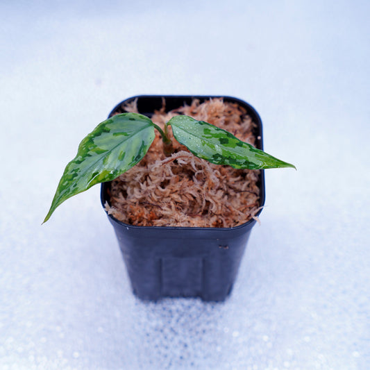 <オリジナル>Aglaonema Pictum Tricolor UND “FRANKIE”