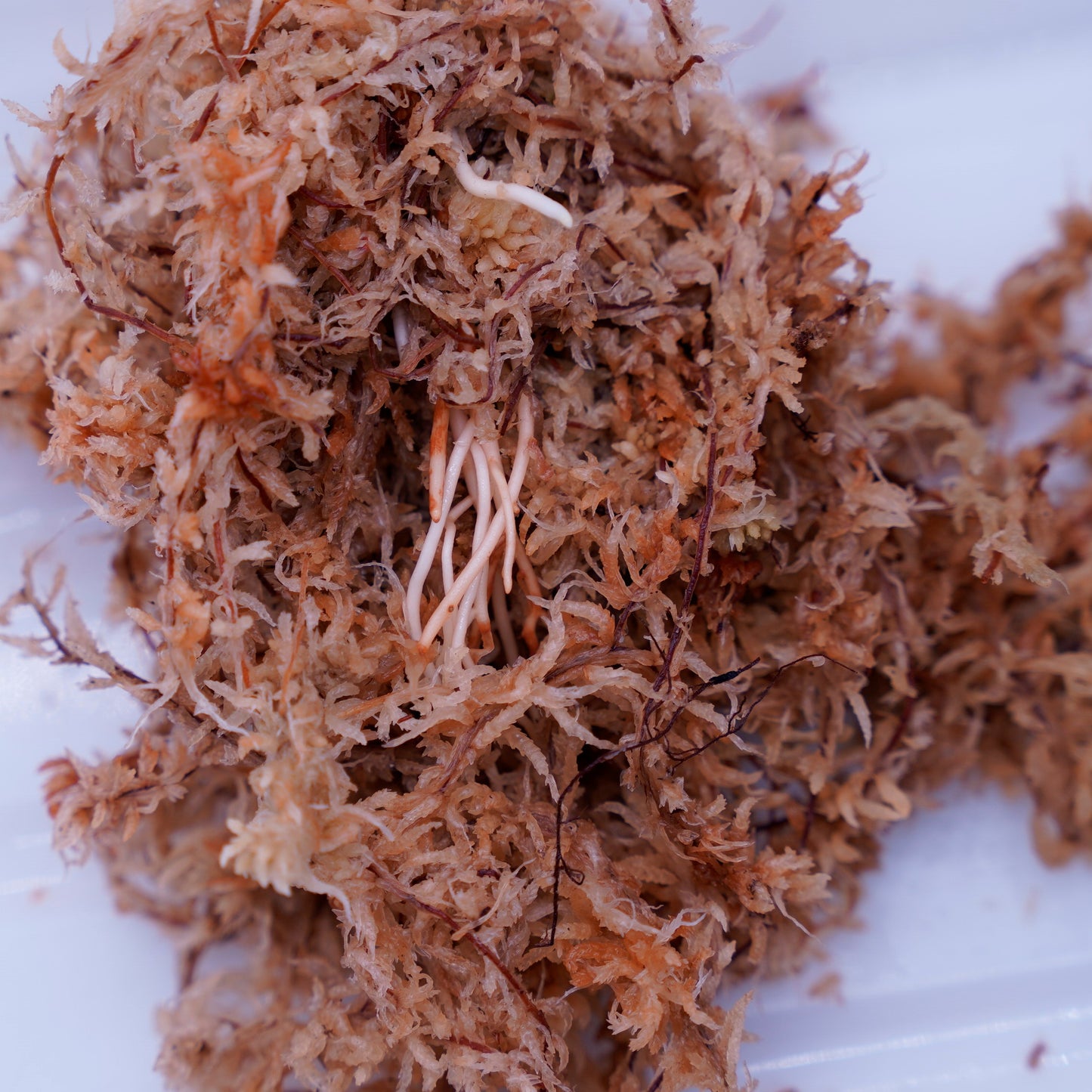 <オリジナル>Aglaonema Pictum Tricolor UND “FRANKIE”