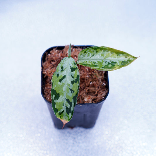 <AZ便> Aglaonema Pictum 【Laplace】箱個体 UC from Sibolga timur “AZ 0213-5C”