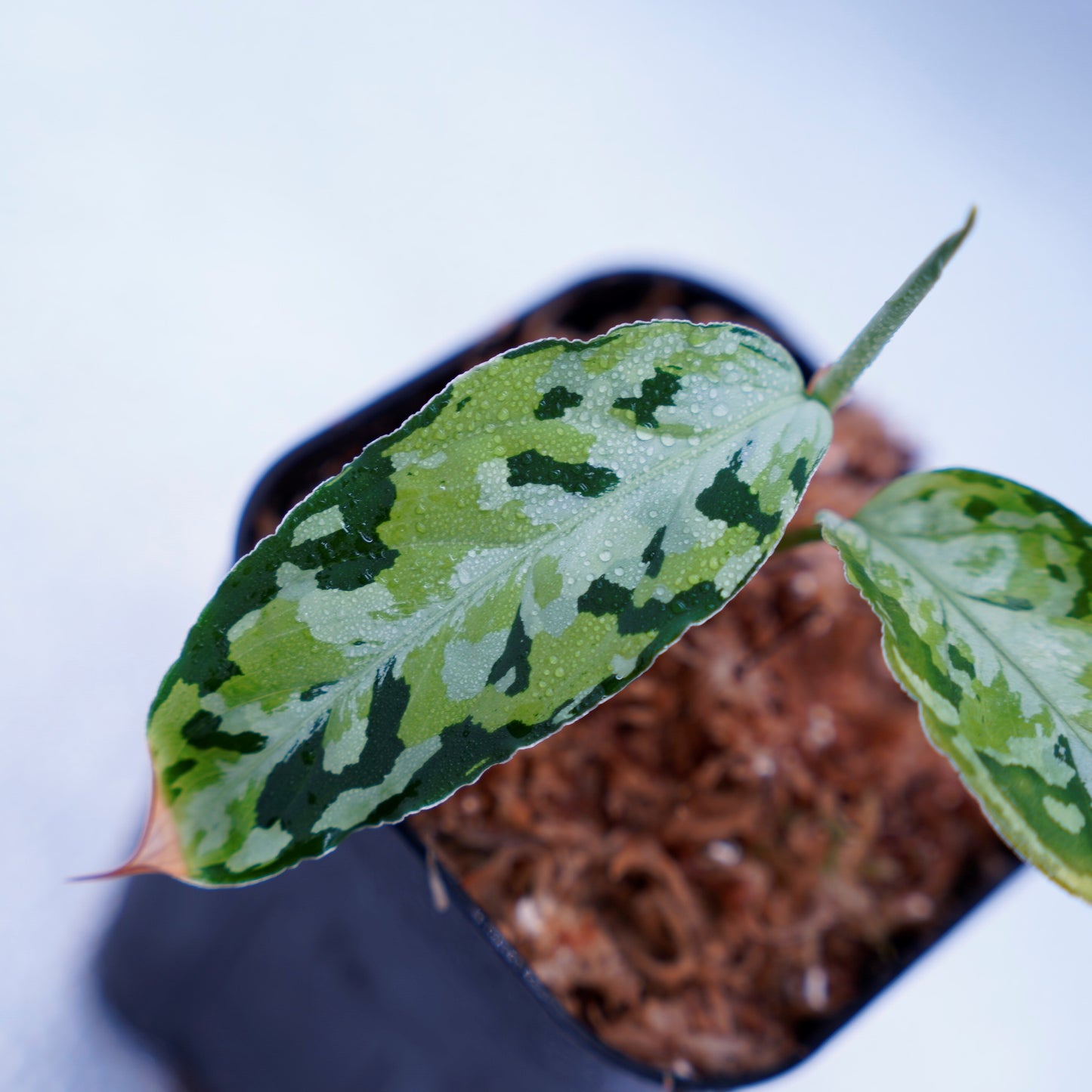 <AZ便> Aglaonema Pictum 【Laplace】箱個体 UC from Sibolga timur “AZ 0213-5C”