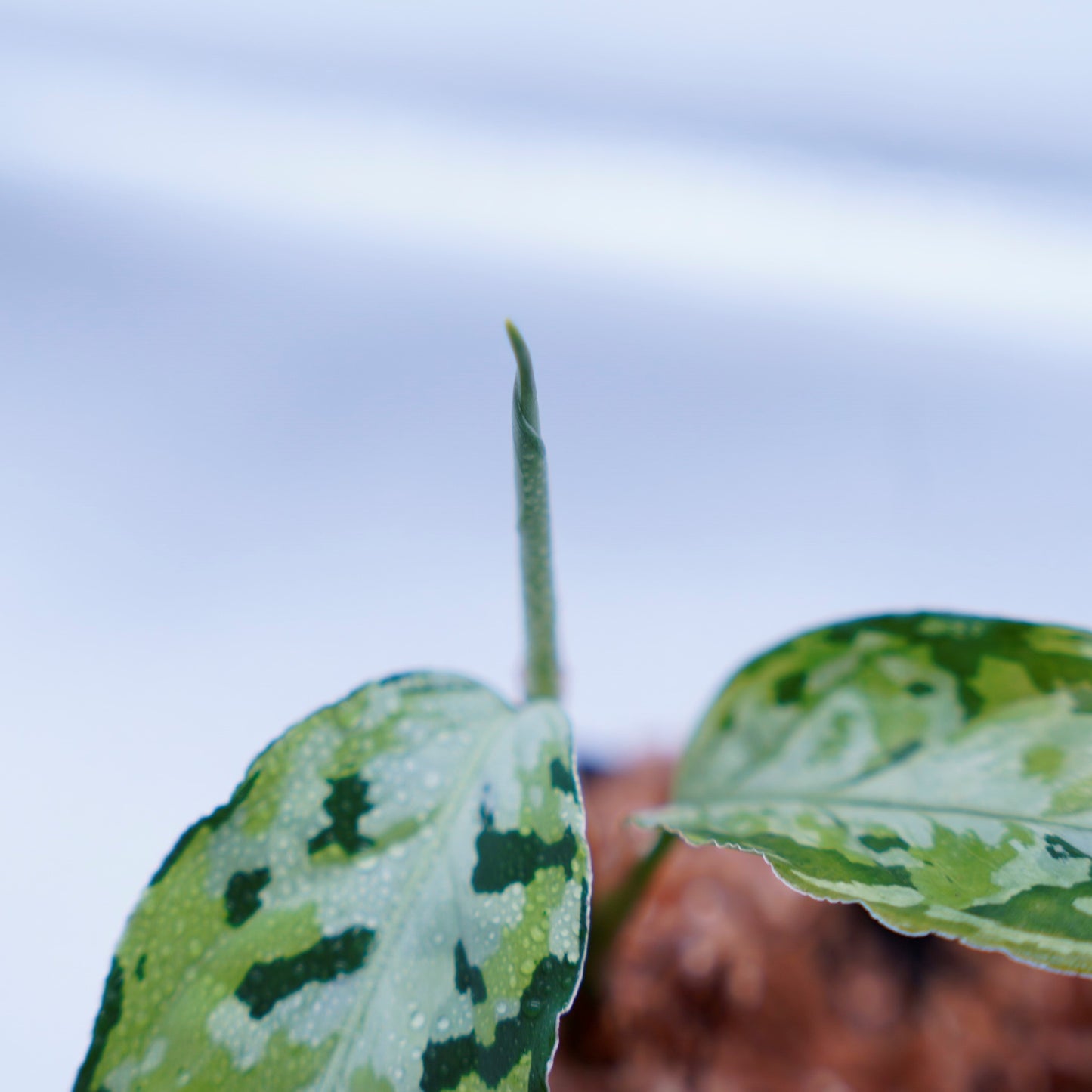 <AZ便> Aglaonema Pictum 【Laplace】箱個体 UC from Sibolga timur “AZ 0213-5C”
