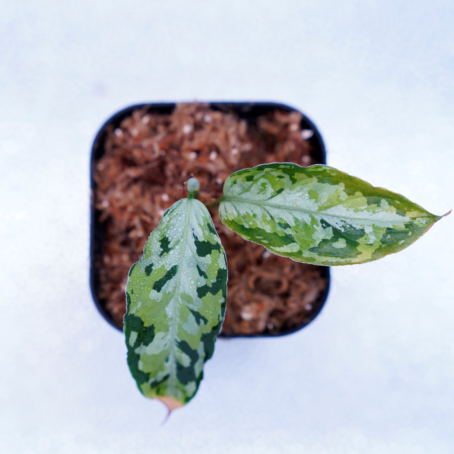 <AZ便> Aglaonema Pictum 【Laplace】箱個体 UC from Sibolga timur “AZ 0213-5C”