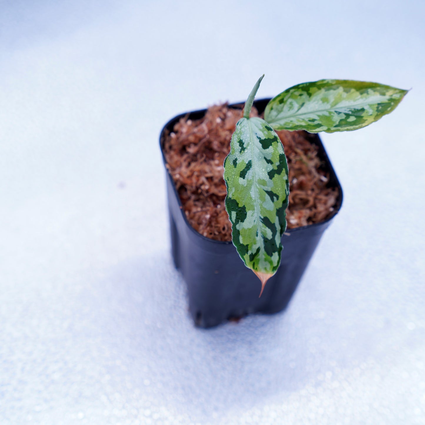 <AZ便> Aglaonema Pictum 【Laplace】箱個体 UC from Sibolga timur “AZ 0213-5C”