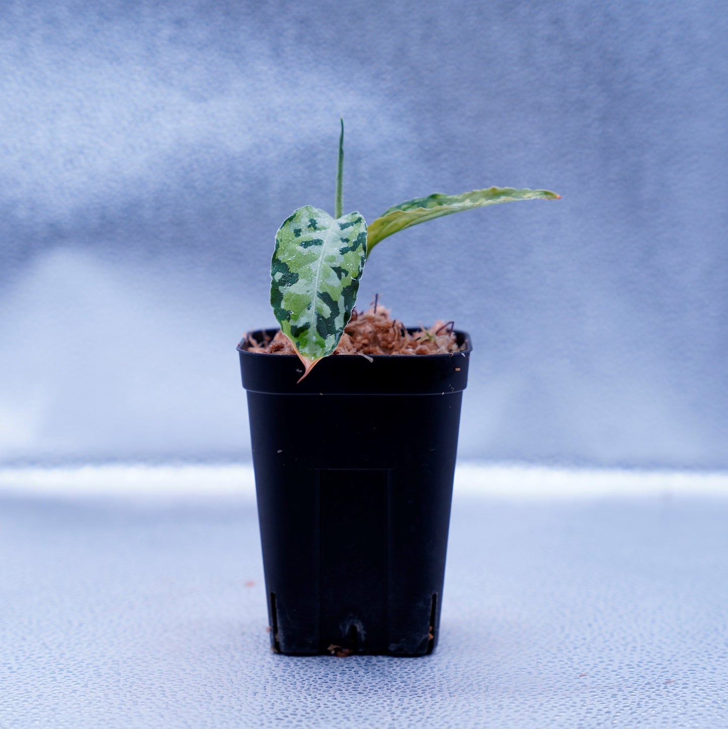 <AZ便> Aglaonema Pictum 【Laplace】箱個体 UC from Sibolga timur “AZ 0213-5C”