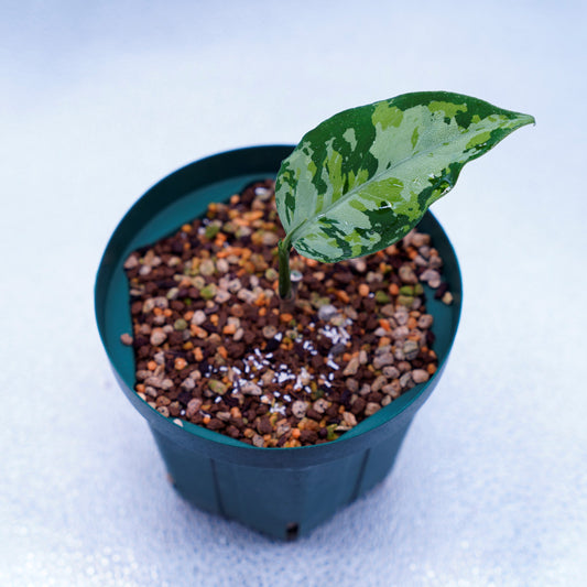 <オリジナル>Aglaonema Pictum Multicolor UND “MARTLE”