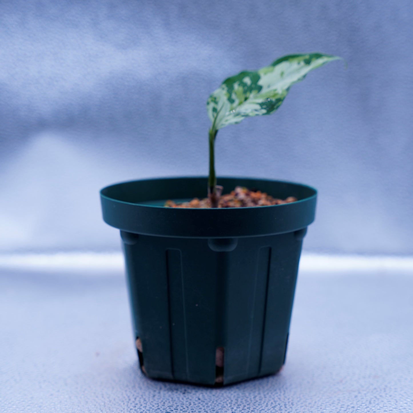 <オリジナル>Aglaonema Pictum Multicolor UND “MARTLE”