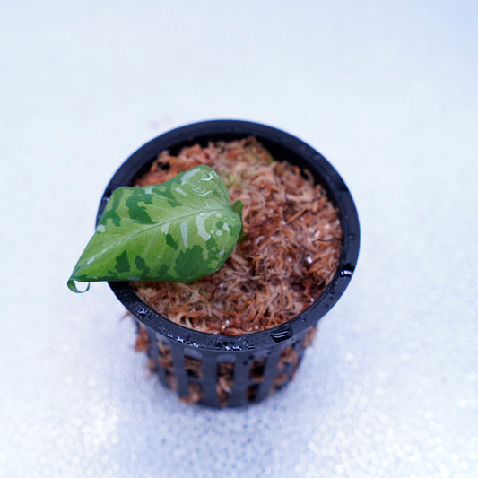 <出射便>Aglaonema Pictum Tricolor “Andaman” Port Blair