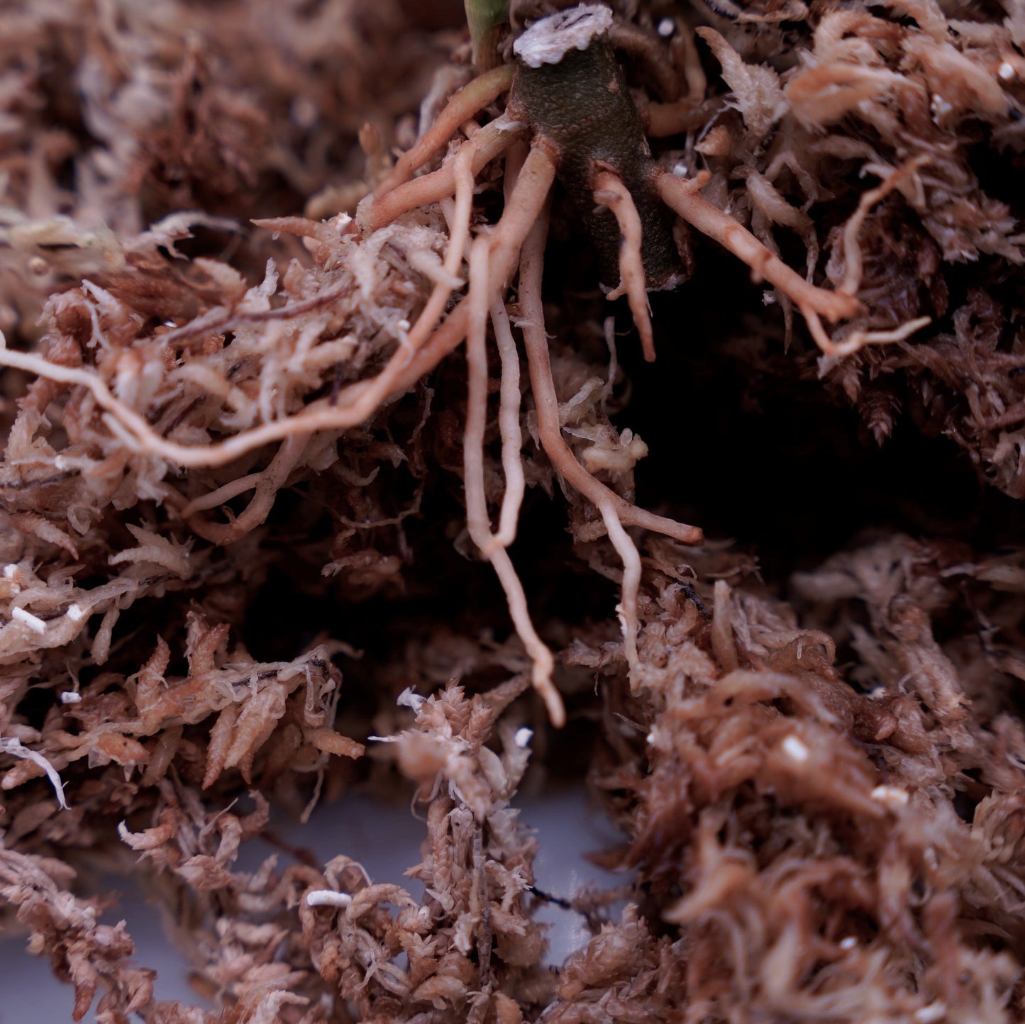 <出射便>Aglaonema Pictum Tricolor “Andaman” Port Blair