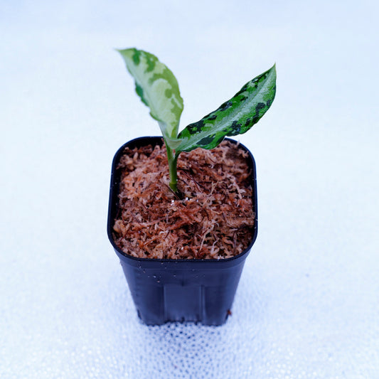 <AZ便>Aglaonema Pictum “Castle“ PDNC from Padang【AZ1012-10b】