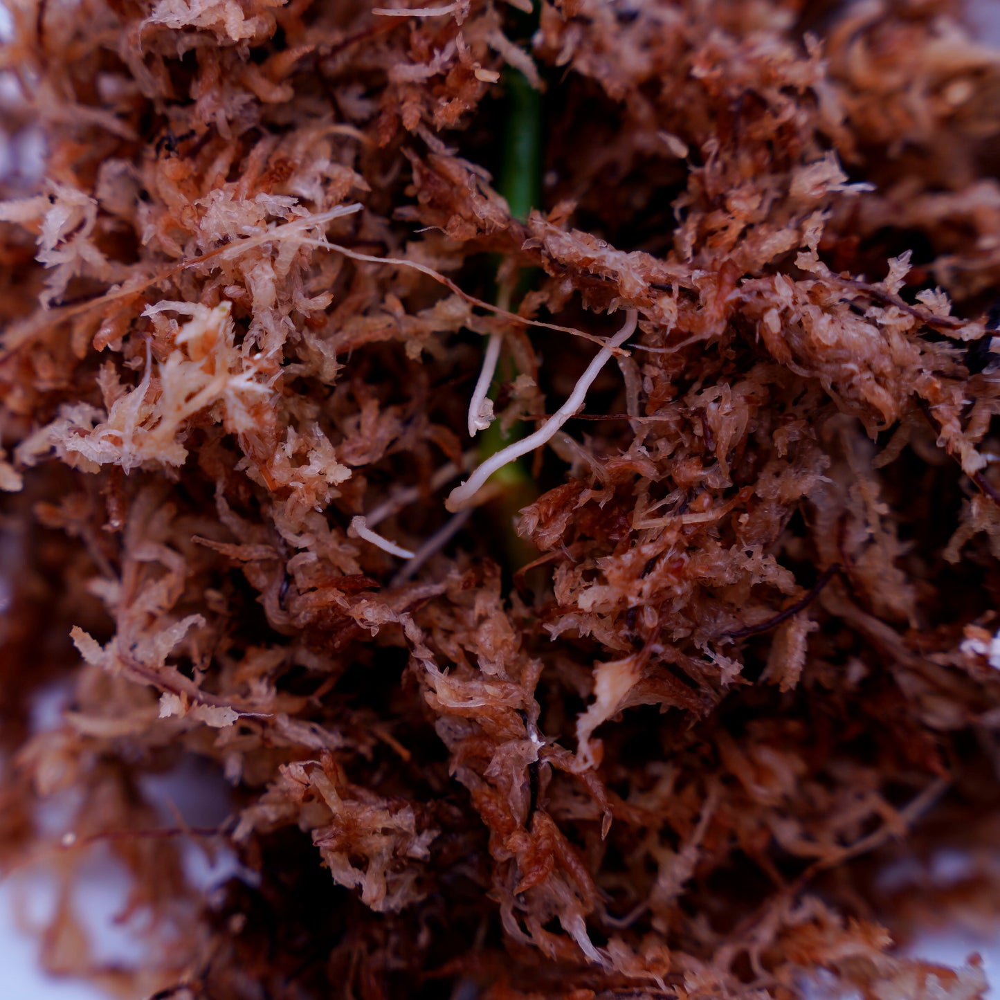 <AZ便>Aglaonema Pictum “Castle“ PDNC from Padang【AZ1012-10b】