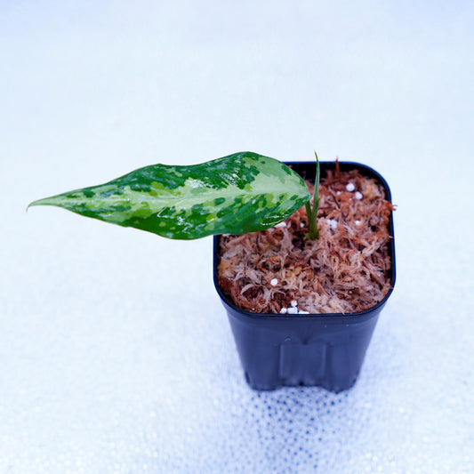 <LA便>Aglaonema Pictum Tricolor【LA0819-01b】